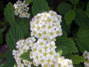 伊吹山の花